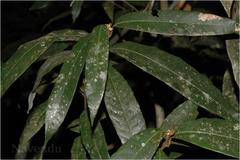 Nothopegia travancorica